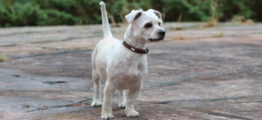 White Shorkie in outdoor