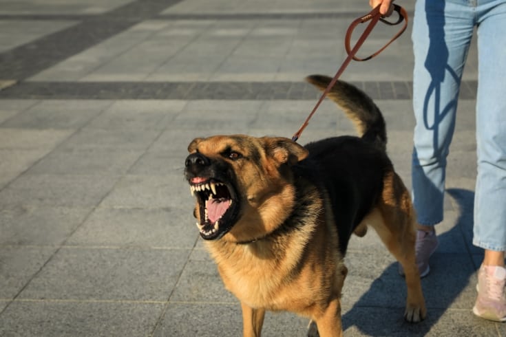 Woman with Her Aggressive Dog Outdoors Closeup