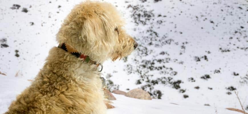 Yellow Labradoodle in the snow