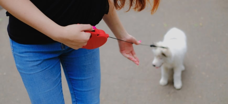 Train Your Dog To Poop On A Leash