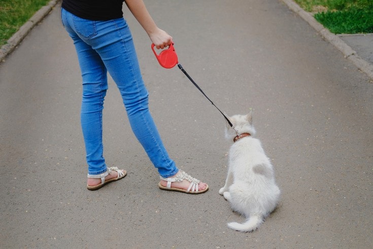 Young girl is walking with her dog on a retractable leash