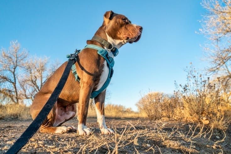Young pit bull terrier dog in harness