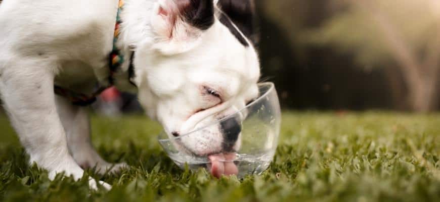 a cute dog drinking water