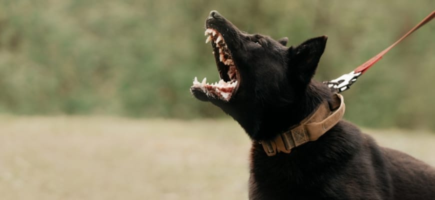 aggressive black dog barking on a leash