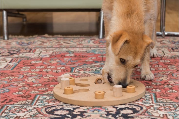 brown dog plays with dog puzzle