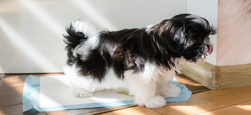 cute puppy peeing on a pee pad