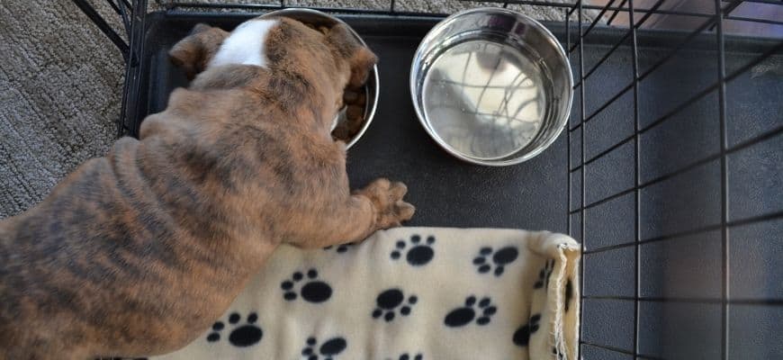 dog eating from a bowl inside his crate