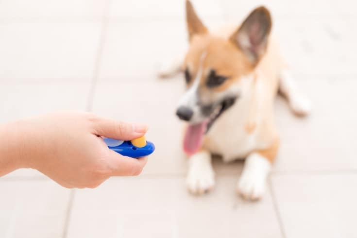 dog obedience training with clicker