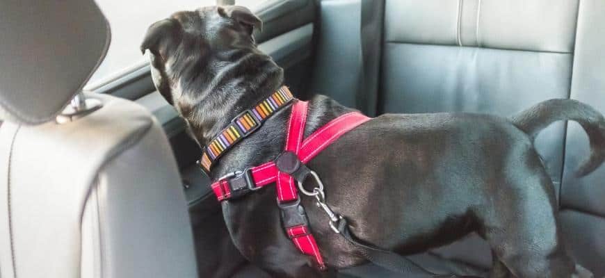 dog on rear seat of car attached safely with harness
