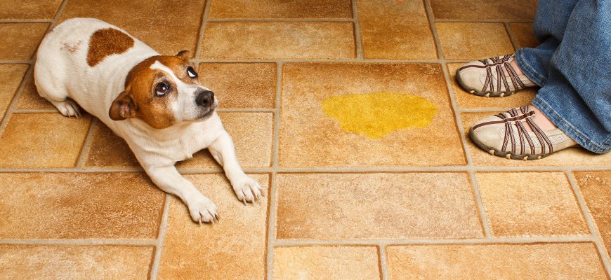 Homemade dog potty clearance training spray