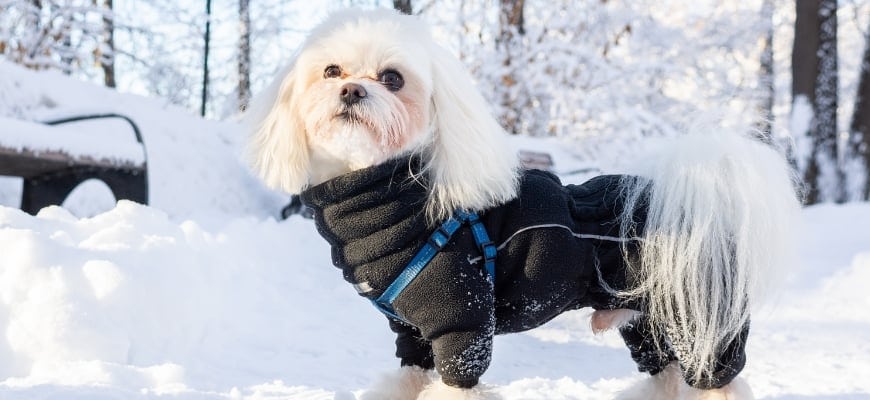 Potty Training Your Puppy During Winter Expert Tips And Advice