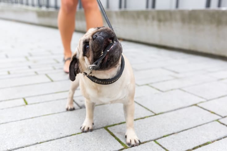 Train Your Dog To Poop On A Leash