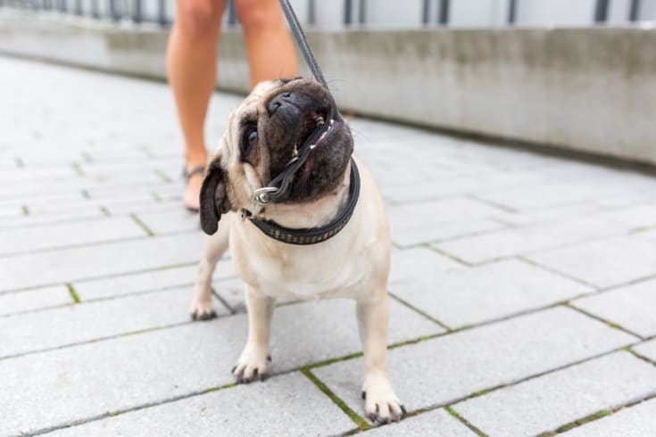 pug bites in a leash