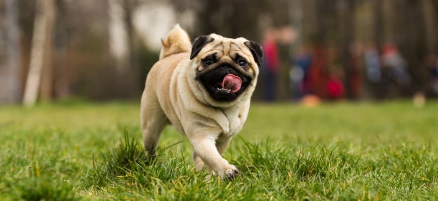 pug dog approaching to the camera