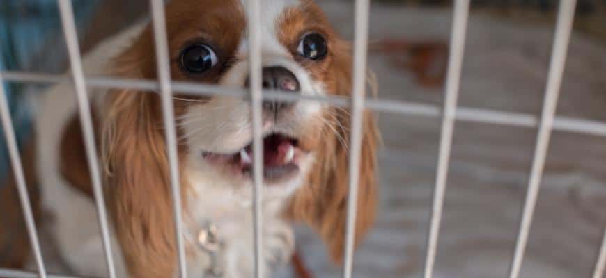puppy barking inside crate