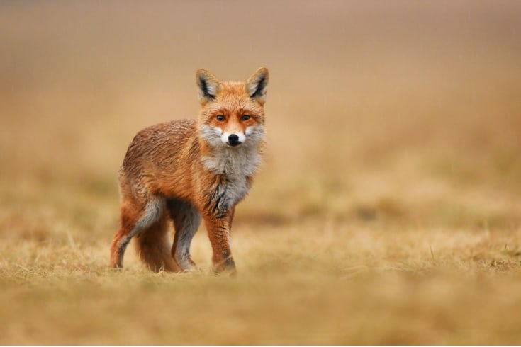 red brown fox focus