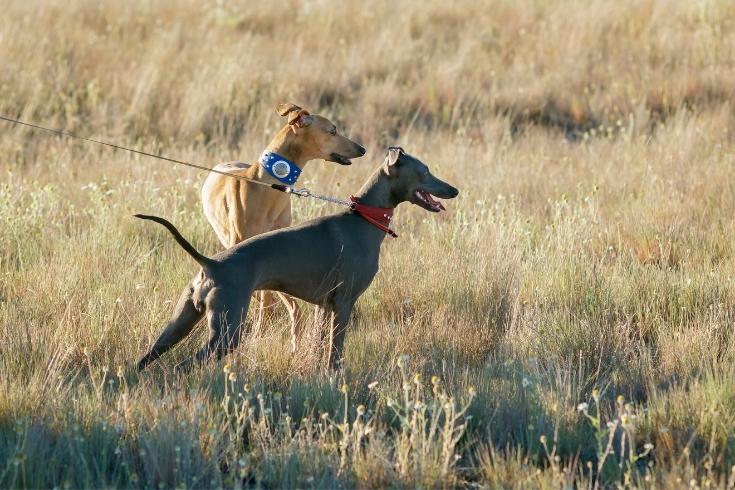 two Italian Greyhounds