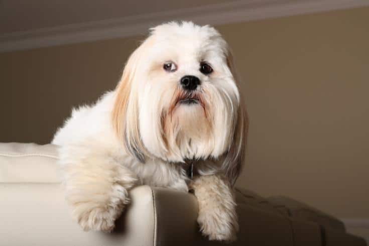 white Lhasa Apso