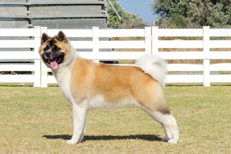 American Akita