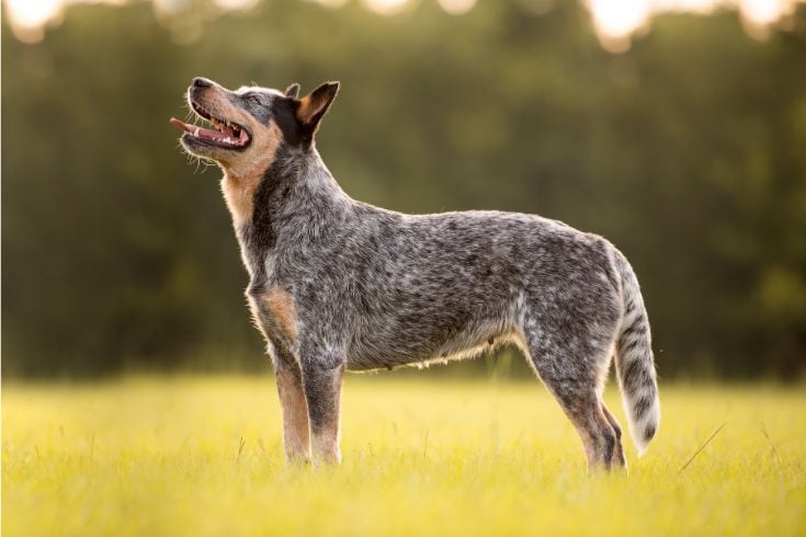 Awesome store dog breeds