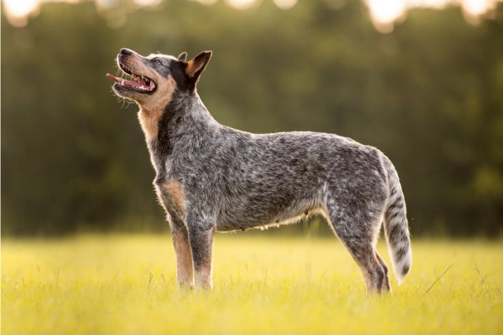 Australian Cattle Dog