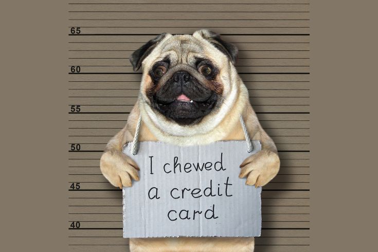 Bad dog chewed credit card