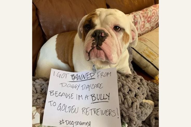 Banned from doggy day care for being a bully