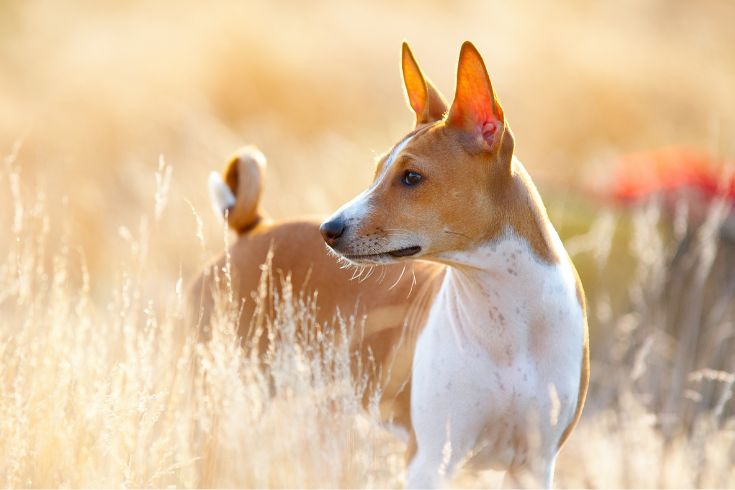 Basenji