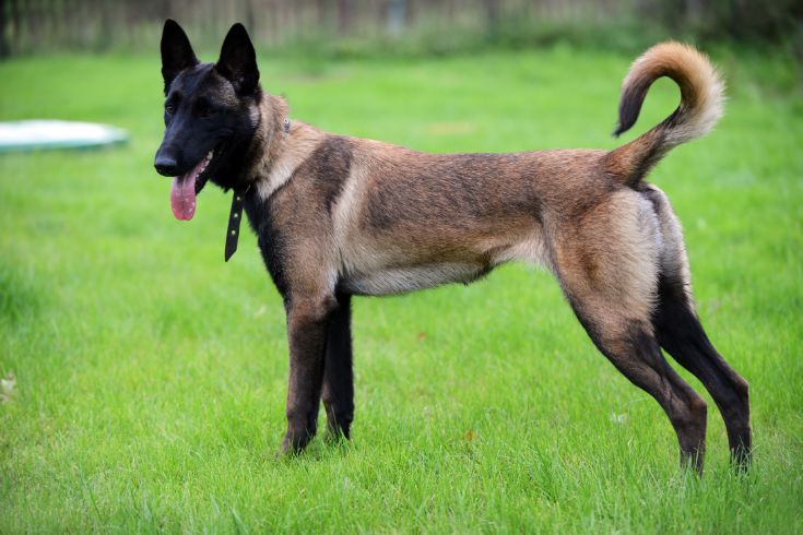 Belgian Malinois