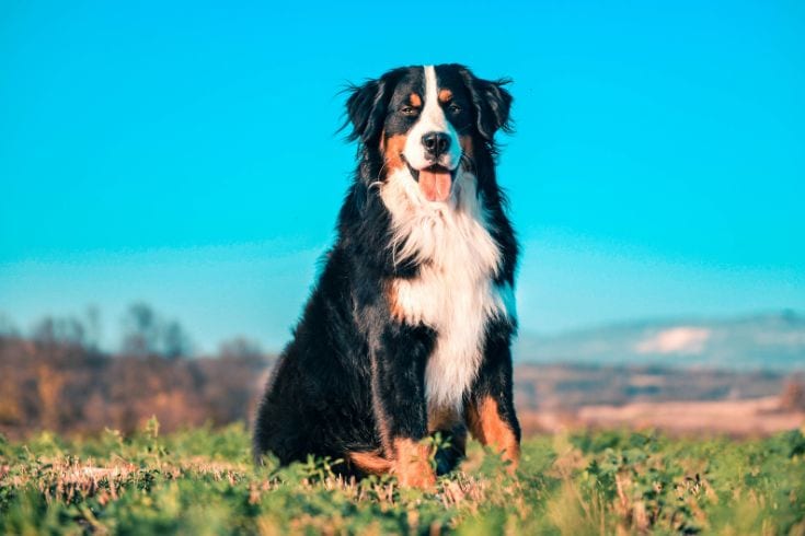 Bernese Mountain Dog