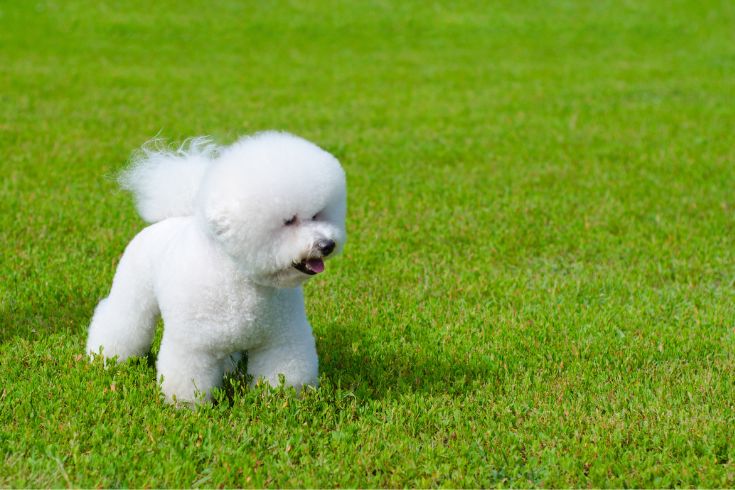 Bichon Frise