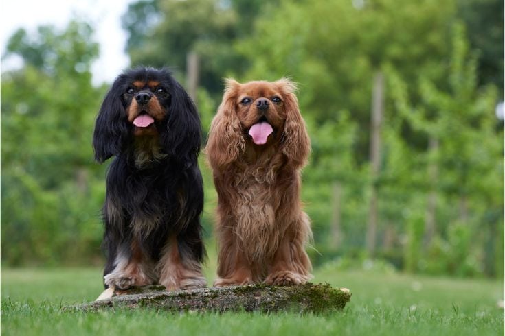 Cavalier King Charles Spaniel