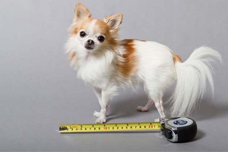 Cupcake the world's smallest service dog