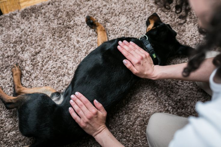 Dog Massage