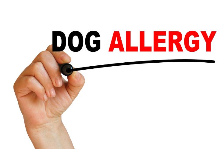 Dog allergies