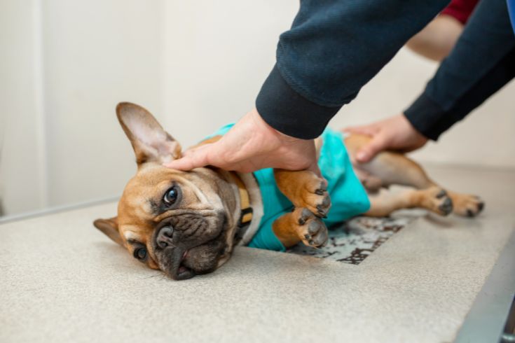 Dog being examined by vet