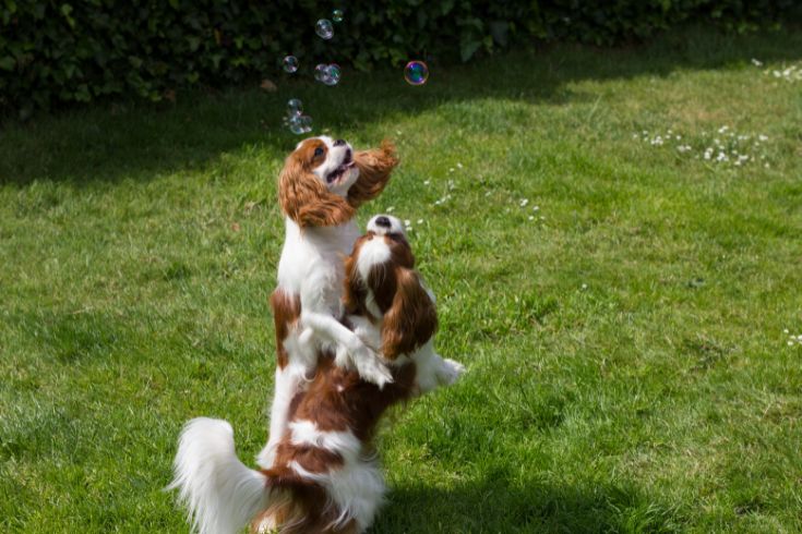 Dog chasing bubbles