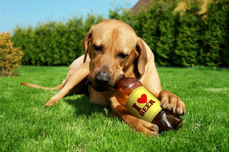 Dog drinking beer