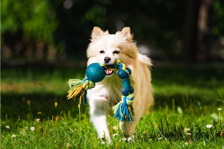 Dog fetching a toy