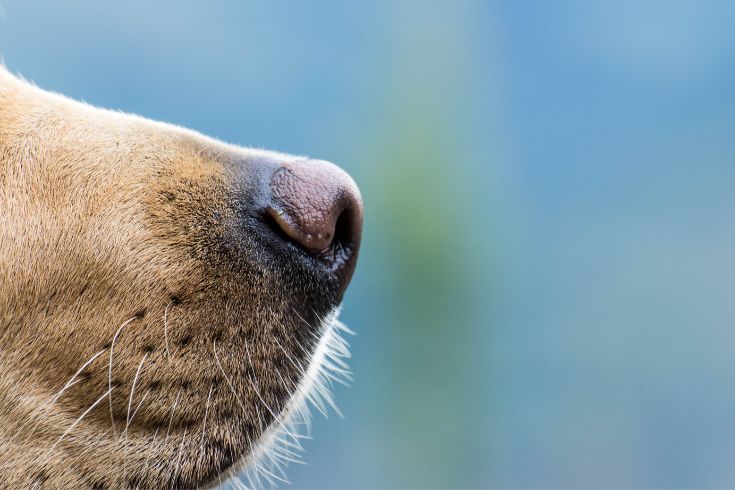 Dog nose