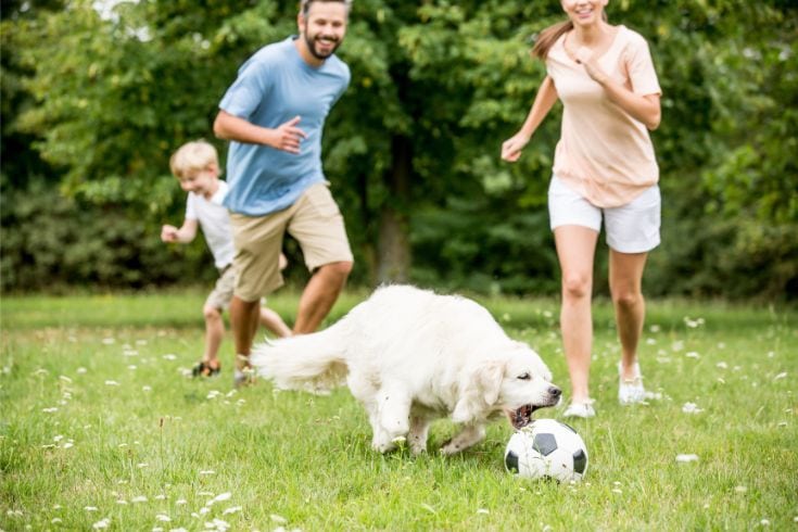 Dog playing soccer
