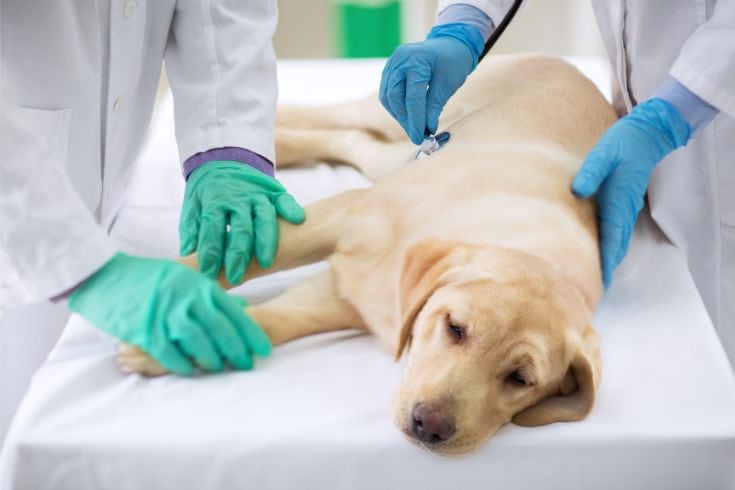 Examining sick dog