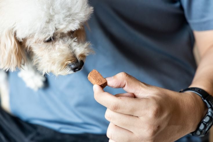 Feeding a dog with a chewable medicine for heart worm