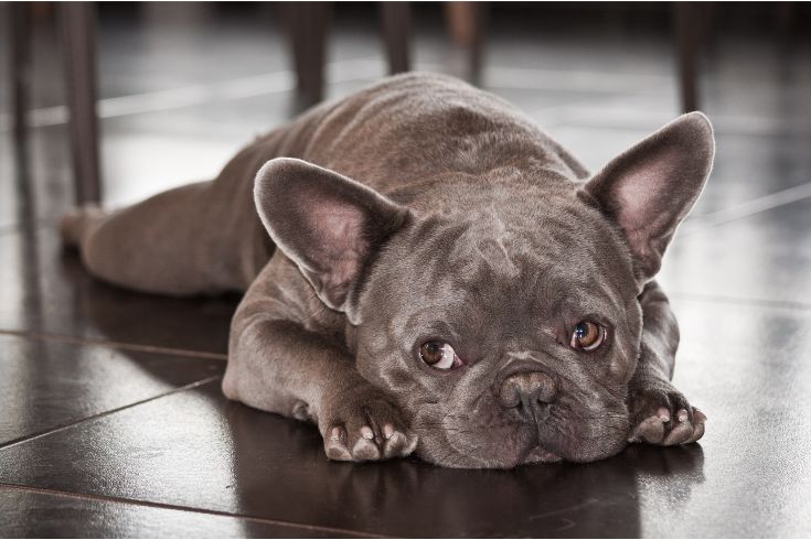 French Bulldog