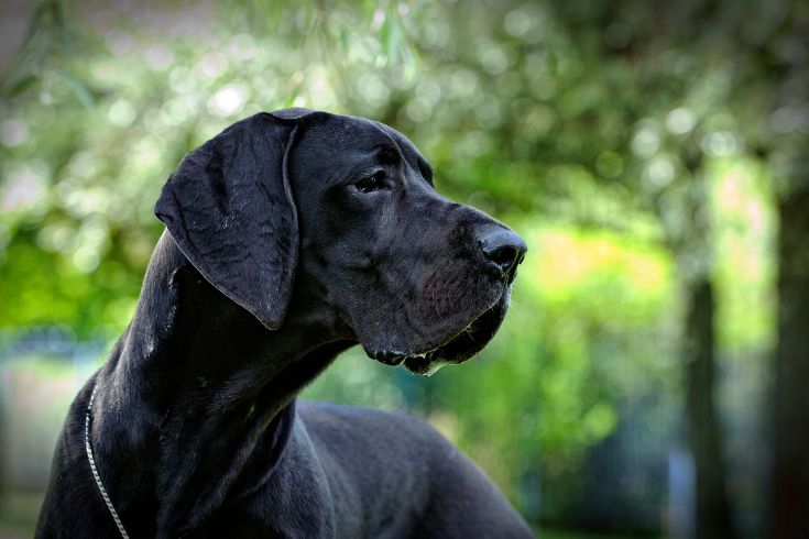 Great Dane