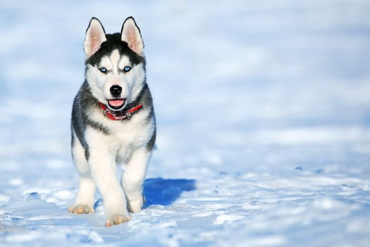 why are husky dogs banned in antarctica