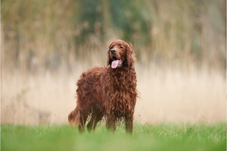 Irish Setter