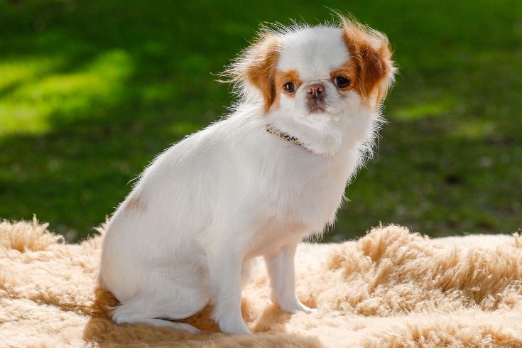 Japanese Chin