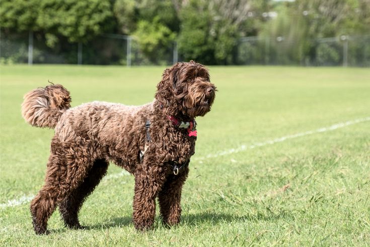 Labradoodle