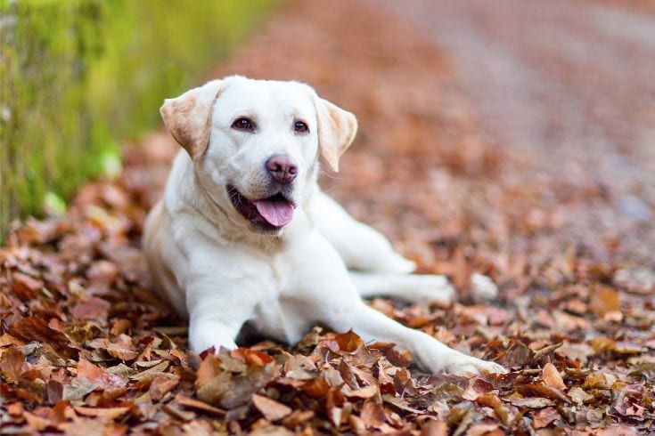 Labrador Retriever